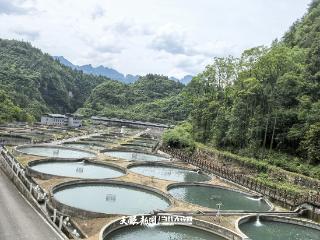 产量规模双冠领跑！梵净山冷水鱼“游”成全省第一