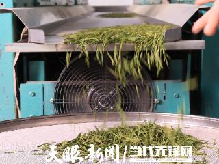 一片“感恩茶”的山海跨越与乡村振兴实践！沿河中寨镇“白叶一号”茶产业深度观察