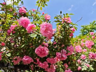 29℃！明天气温还要升！