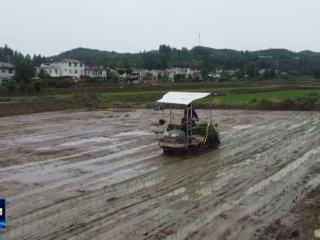 加快建成全国绿色农产品输出地丨房县6.9万亩水稻夏种即将完成
