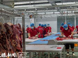 牵住产业“牛鼻子”，万山肉牛如何“无中生链”