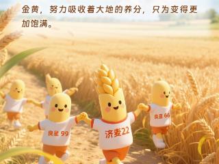 看，一粒小麦的梦想之旅