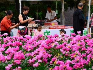 长春公园内六万余株芍药花开正盛