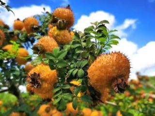 品牌影响力持续提升!贵州刺梨汁入选国家重点培育名单