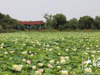 组图｜淮南焦岗湖荷花淀即将迎来盛花期