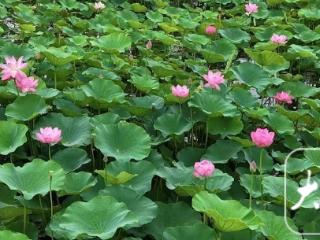 霸都夏日“荷”其美？解锁合肥五大绝美荷塘