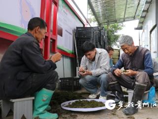 绥阳县宽阔镇：抢抓苔藓种植黄金期 筑牢五倍子产业绿色根基