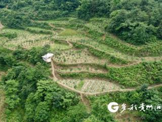 汇川区：千亩蓝莓迎来盛采期
