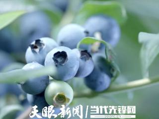 全国首个蓝莓地理标志产品国家标准《麻江蓝莓》正式发布