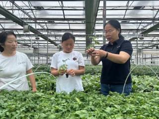 黄中敏：带领乡亲 “慧”种菜