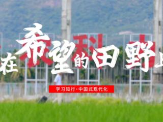 学习知行·中国式现代化丨在希望的田野上