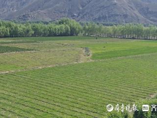 “山海情・雪域援梦”⑨：17年，潍坊援藏把4万亩高原荒漠变绿洲