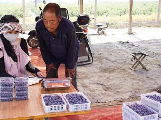 临沭县大兴镇：移动支付新时代 蓝莓果农新满足