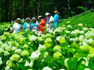 贵阳观山湖：绣球花开满园 演绎多彩夏韵