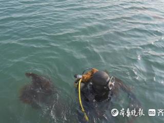 长岛：“驯化”海草赋能“零碳岛”
