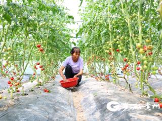 【高清组图】贵州独山：圣女果新鲜上市