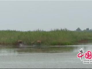 湖南省湘阴县横岭湖麋鹿家族再添三名新成员