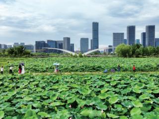 接天莲叶无穷碧 “梦想荷塘”惊艳绽放