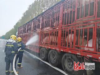 邯郸市大名县消防救援大队成功救援中暑生猪