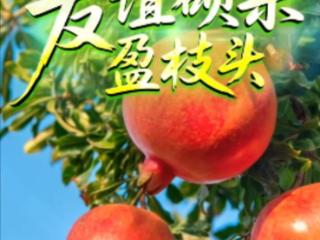 联播+｜友谊硕果盈枝头