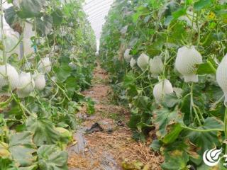 临沂：玉菇甜瓜喜丰收 甜蜜产业助增收