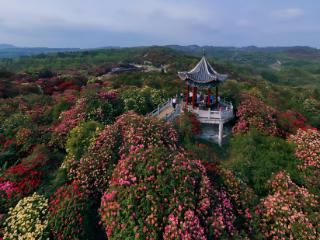 工行毕节大方支行：金融活水润泽百里花海绽放新活力