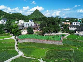 丹寨：夏日荷花次第开 满园飘香引客来