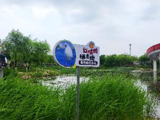 3•15在行动 | 长春南溪里“红嘴鸥栖息地”调查