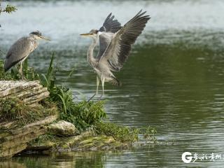 【高清组图】贵阳观山湖公园：湖光鹭影生态美