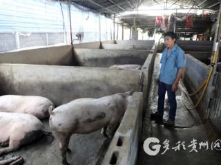 凤冈刘汉亮：“猪+沼+桑”取得生态致富经