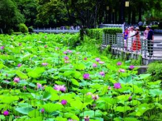 荷香满塘 翠影映夏