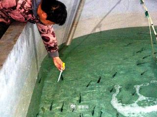 象山苗种企业繁育出26个海洋鱼类品种，在车间孵化蓝色未来