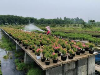 江苏新沂：小微盆景变身“绿色银行”