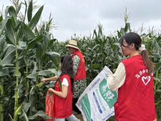 新余高新区马洪办志愿者在田间助力玉米抢收