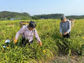 四川省苍溪县云峰镇：100余亩黄花喜获丰收