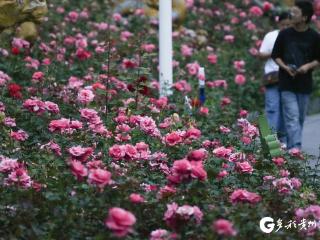 【高清组图】贵阳观山湖公园：月季花开醉游人