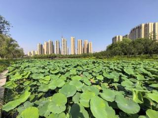 追着花儿看菏泽丨“花样菏泽”不止牡丹，映入荷花别样红