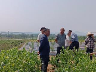 莒南县壮岗镇：科技赋能蓝莓产业