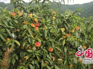 湖南龙山二中：消费帮扶解民忧 助农增收促振兴