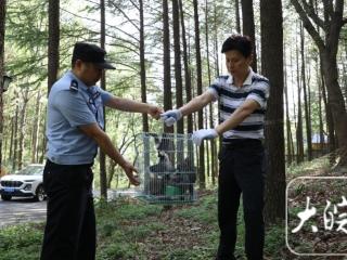 自学技术繁殖野生斑鸠贩卖，巢湖一男子牟利千元被抓获