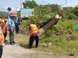 弋阳公路中心及时清除路边隐患枯树