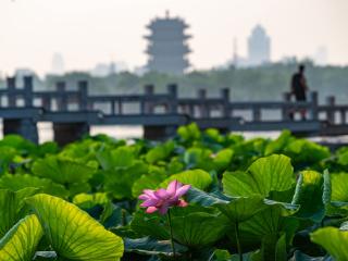 毕业季，泉城盛夏的诗与远方