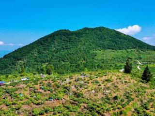贵州沿河：金银花开香满山 乡村振兴添动能