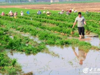 临沂：农民抢抓农时 插秧忙