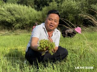 贵州影像故事（77）｜黔草闯四海