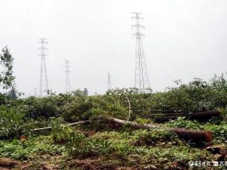 枣庄政企联动百日清障保电力通道平安