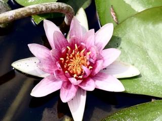 渺渺清风 莲田微漾 泰安东湖公园内莲花悄然绽放