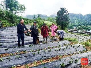 沿河淇滩镇：“双高”红薯让村民家门口端稳“致富碗”
