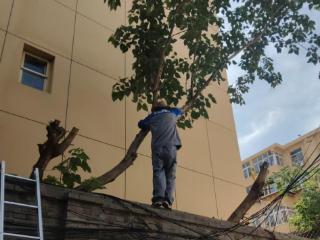 全福街道黄台电厂社区紧急处置树木断裂隐患