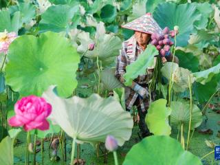 浙江武义：荷花产业助致富